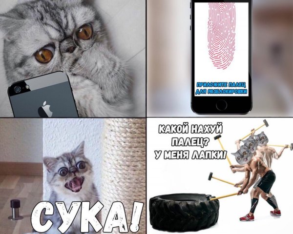 Котик с лапками Мем
