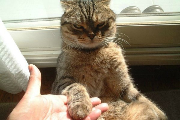Котейка надпись