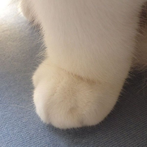Лапки котика Топотушки