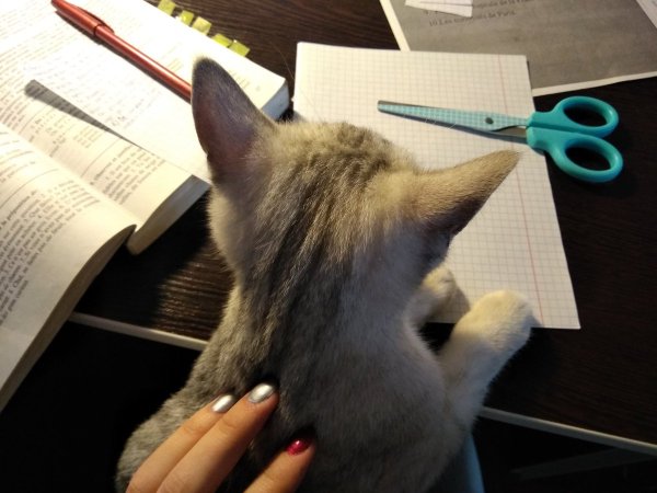 Я кот у меня лапки