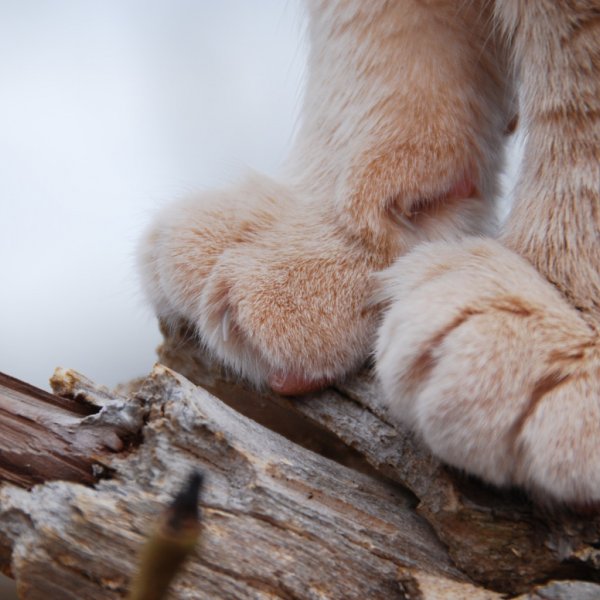 Лапка котика