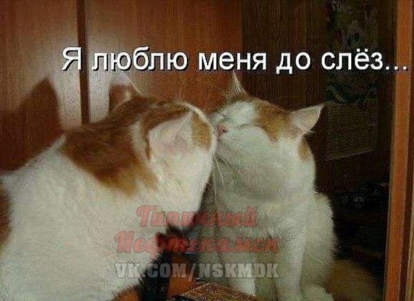 Смешные картинки я люблю