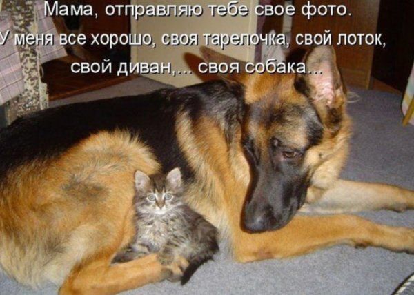 Сохры с надписью ненавижу тебя