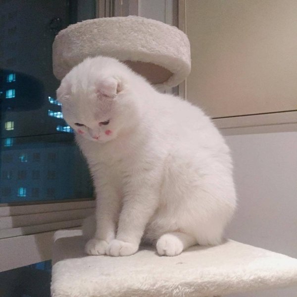 Смущённый кот