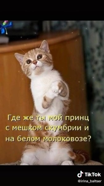 Котоматрица пятница