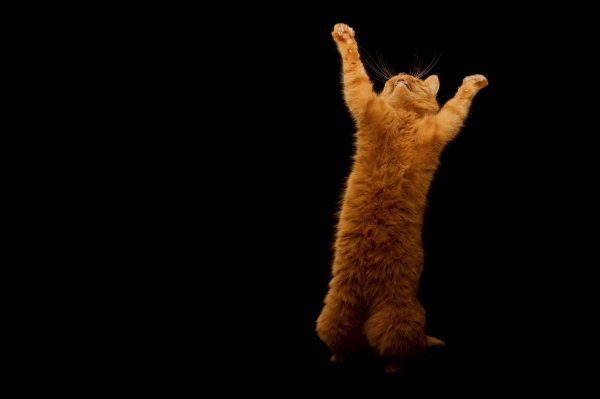 Танцующий кот