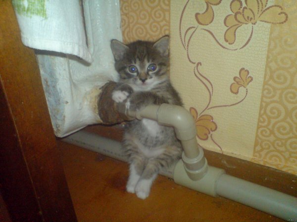 Котенок на батарее