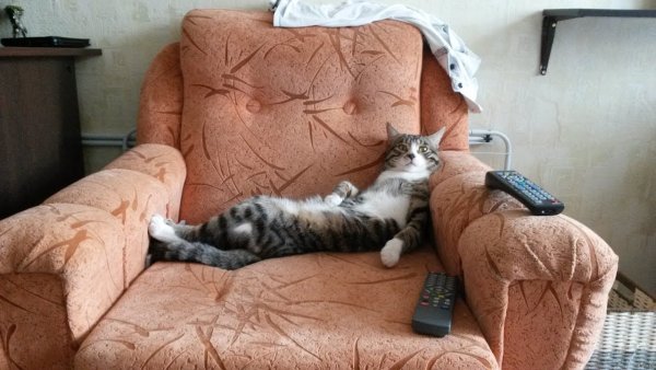Котик отдыхает на диване