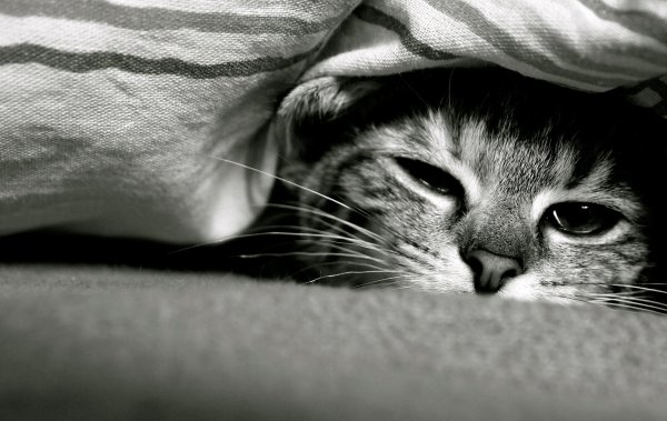Котик грустит