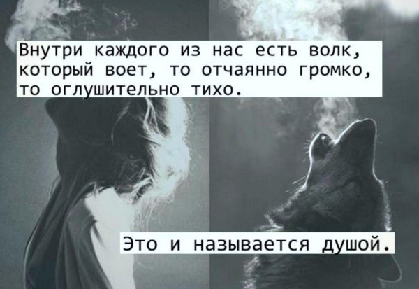 Душевные цитаты волка