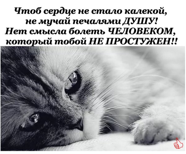 Грустные котики с надписями