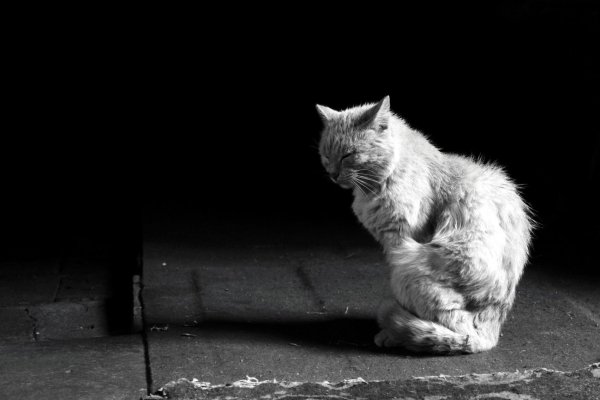 Грусть котенок