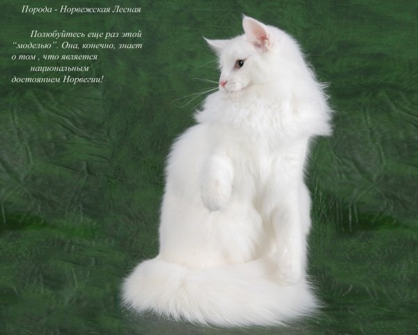 Порода кошки с белой длинной шерстью