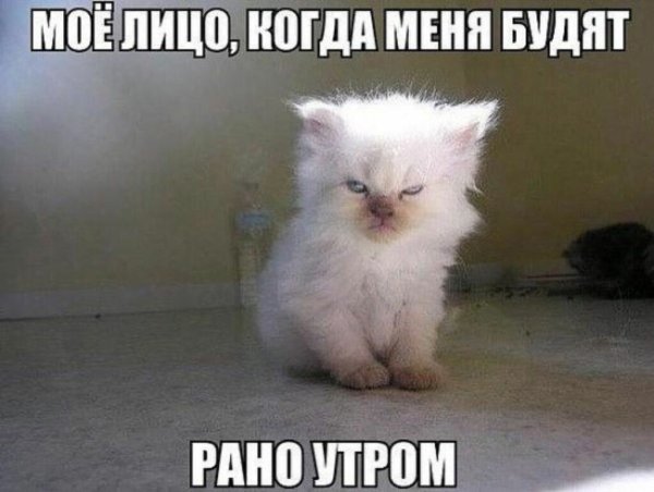 Недовольный котенок