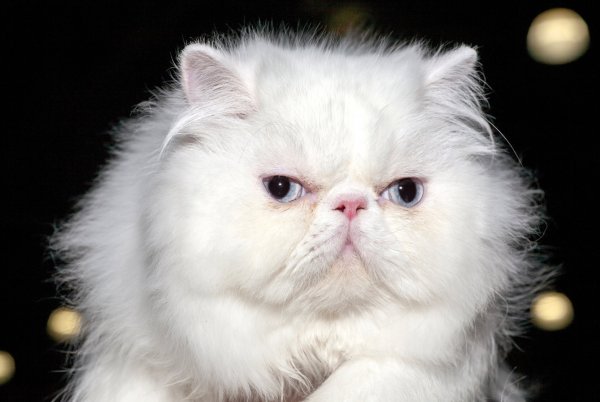 Персидская кошка белая