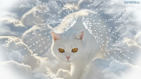 Снежные коты