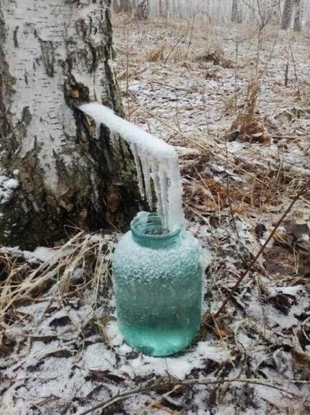 Березовый сок в лесу