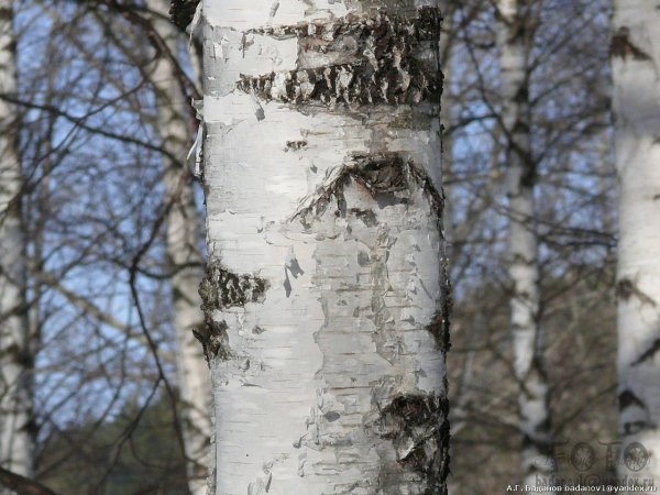 Лес берёза берёзовый сок