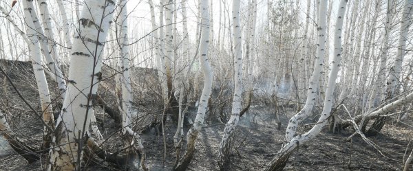 Берёза ойковская