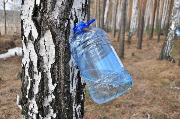Собрать березовый сок