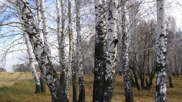 Береза вблизи