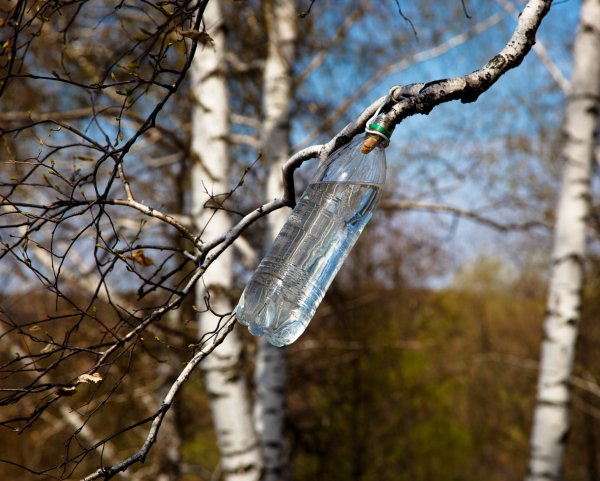 Березовый сок из ветки