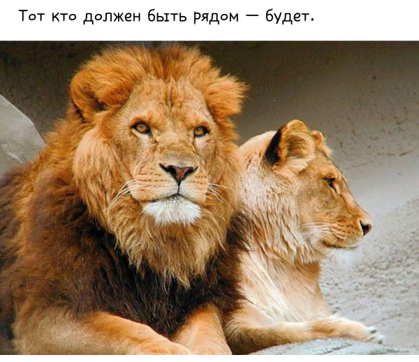 Цитаты про Львов