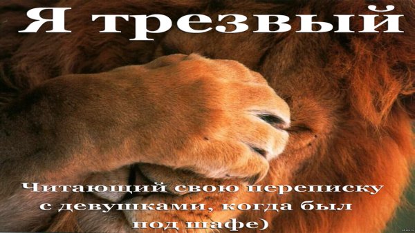 Афоризмы усталого Льва