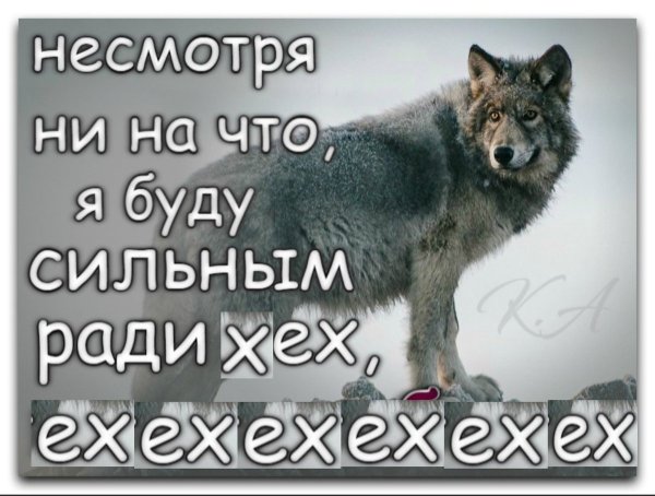 Статусы с волками