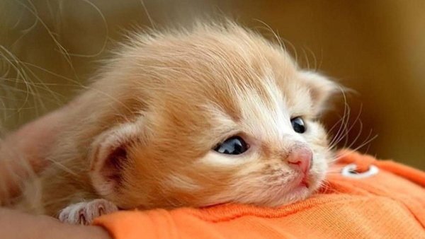 Скучающий котенок