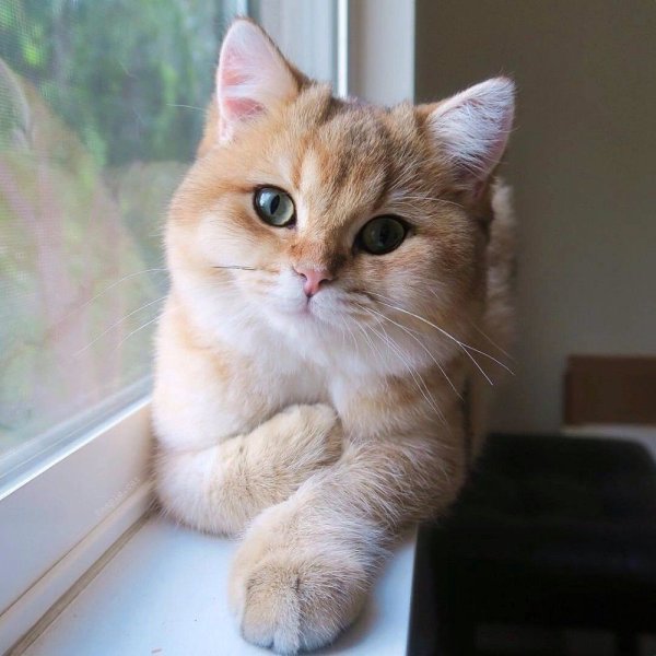 Кот туть
