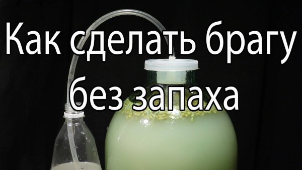 Как завести брагу