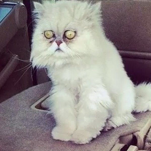 Тленный кот