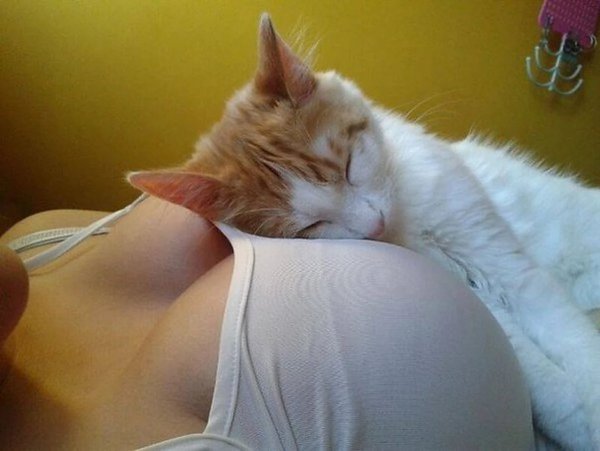 Котенок на женской груди