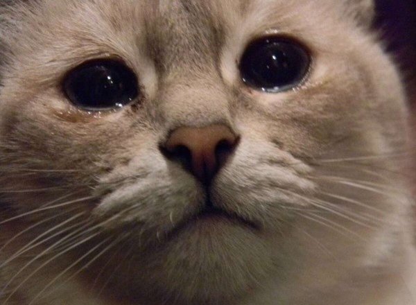 Грусть тоска кот