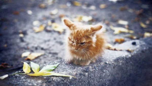 Котоматрица осень