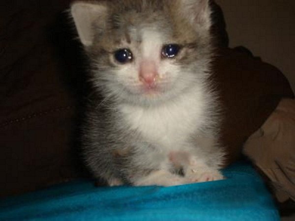 Плачущий котенок