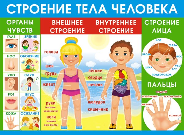 Тело человека для дошкольников
