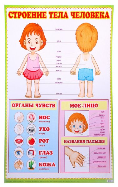 Части тела человека