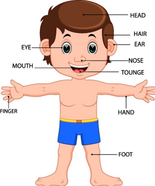 Тело человека для детей