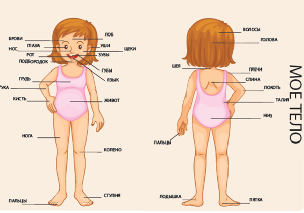 Плакат my body