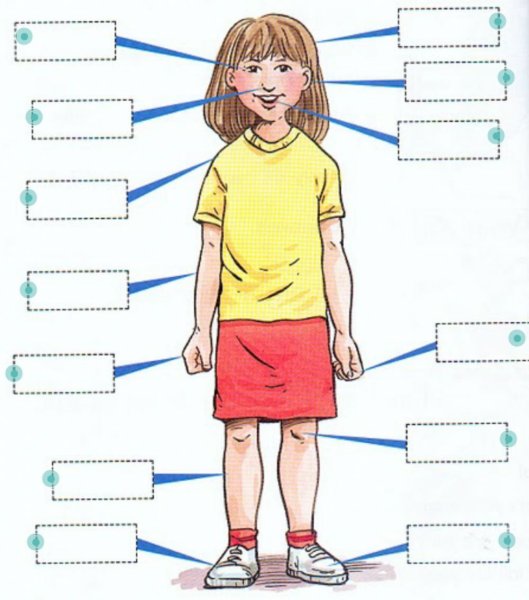 Задание подписать части тела