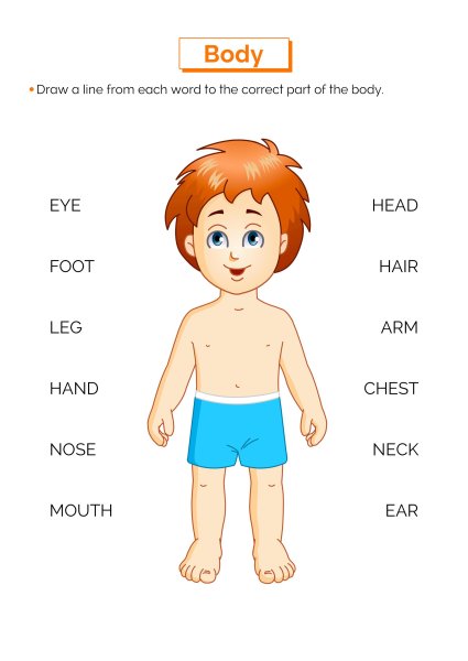 Тело на английском для детей