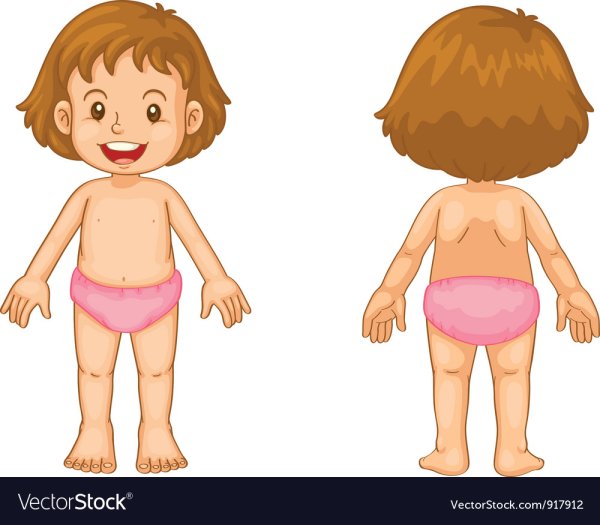 Тело человека спереди и сзади для детей