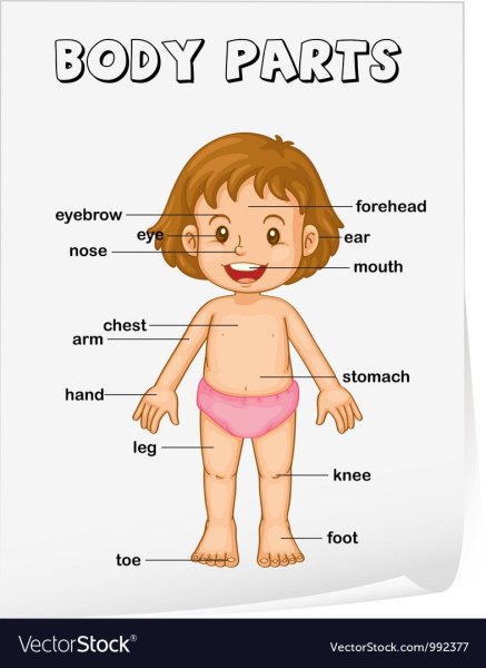 Части тела на английском для малышей
