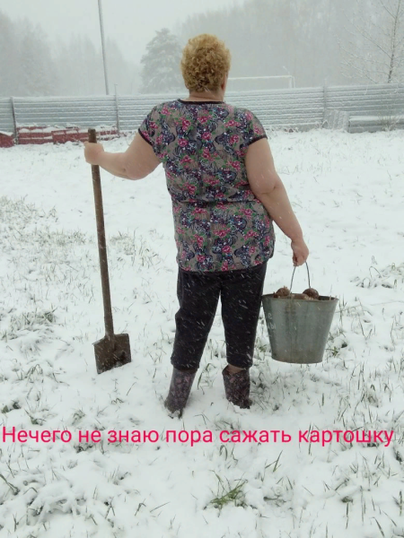 Пора сажать картошку