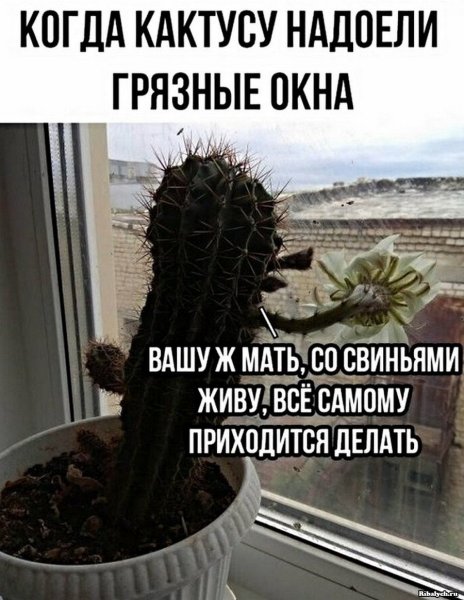 Кактус прикол