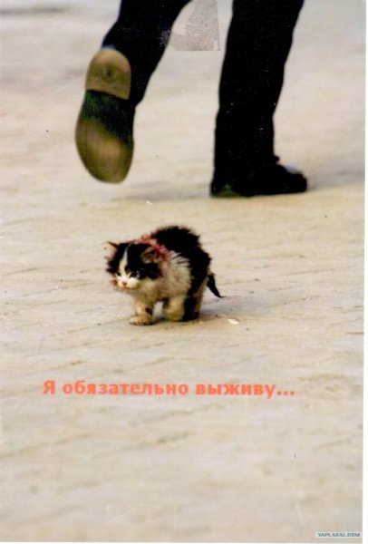 Я выживу обязательно выживу