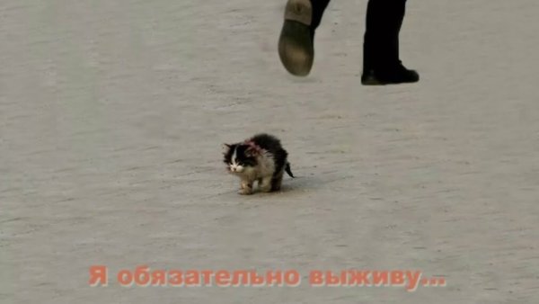 Я обязательно выживу Стас Барецкий