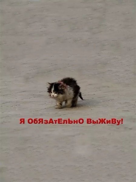 Я обязательно выживу котенок